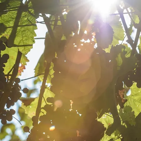 アグリツーリズモ チェレート ファームステイ *